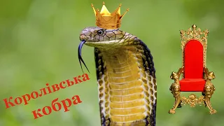 Королівська кобра - найбільша отруйна змія, під час зустрічі з якою не поздоровиться навіть слону.