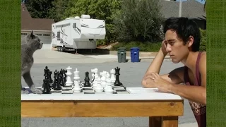 Teaching a cat to play chess
