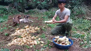 200 Day of Bushwalking,Building Off-Grid cabin. Harvest and potatoes, turnips, adopt a puppy. Ep.15