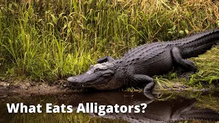 What Eats Alligators? 10 Predators That Prey on Alligators