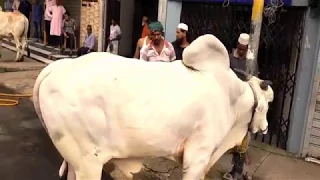 Cow Qurbani in Bangladesh - Biggest Cow Qurbani