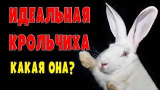 ИДЕАЛЬНАЯ КРОЛЬЧИХА