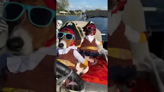 Most feared pirate dogs of the seas 😎