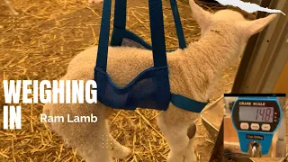 Lambs are weighed at 24 hours of age