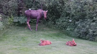 Moose Mama & Twins
