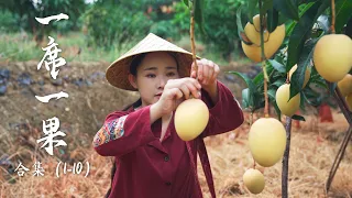 Fruit Compilation 1 | Lychee, Longan, Mango... A collection of Yunnan fruits documented before