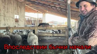 Обзор мясного скота Абердин-Ангус и Русская комолая| Купили Бычков производителей