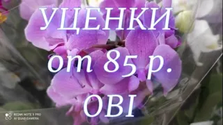 Обзор тц OBI  Много уценённых орхидей