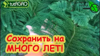 ЕЛИ, СОСНЫ, ПИХТЫ - сохраняем на ДОЛГИЕ ГОДА! Купили дерево в кадке? Вот как надо его приживлять!