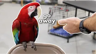 HOW TO TRAIN A MEAN MACAW (PART 1)