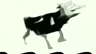 корова танцует под польскую музыку (жмых)