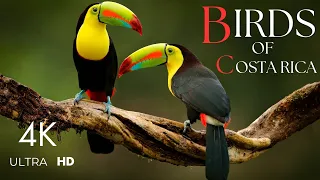 Birdwatching in Costa Rica 4K  🦜🌴🦩