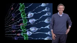 Arnold Kriegstein (UCSF) 1: Outer Subventricular Zone Radial Glia Cells - Brain Development