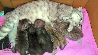 КОТЯТА ШОТЛАНДСКОЙ ВИСЛОУХОЙ КОШКИ/Scottish Fold kittens