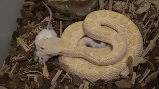 Albino Western Diamondback Rattlesnake Holds on to Live mouse!
