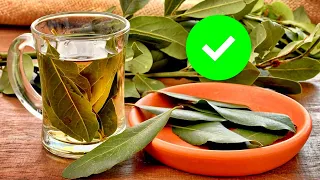 Qué le hace el LAUREL a tu cuerpo. ¿Cómo aprovechar TODOS los BENEFICIOS de la hoja de LAUREL?.