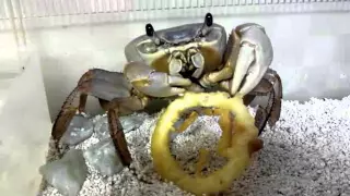 pet crab eating onion ring