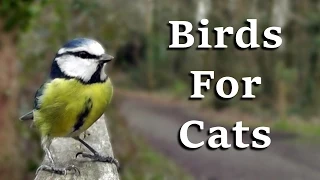 Videos For Cats To Watch - AWESOME One Hour of Birds Coming and Going