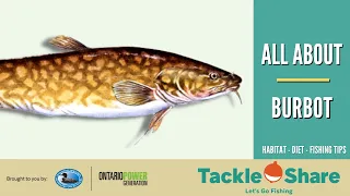 All About Burbot - Identification, Habitat, Spawning, Diet, Age & Size, Fishing Tips