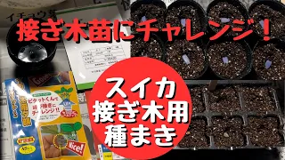 スイカの接ぎ木苗にチャレンジ！【金色羅皇】【羅皇】【夕顔】【種まき】【家庭菜園】