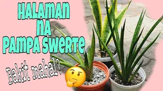 SANSEVERIA || SNAKE PLANT HEALTH BENEFITS || BEST Feng Shui Plant + Care tips |