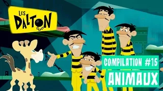 Les Dalton _ Compilation Animaux _ Episode entier en HD