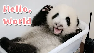 Baby Pandas’ Adventures In The New World | iPanda