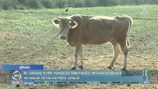 Şirvanda iki qardaş 10 min manatlıq iribuynuzlu heyvan oğurlayıb