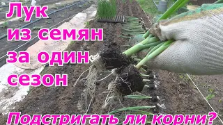 Высадка лука в грунт. Лук репка за один год из семян через рассаду. Подстригать ли перо и корни?