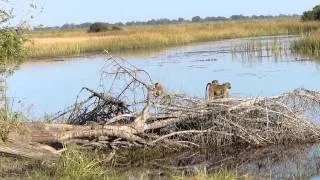 Baboons in Botswana