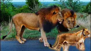 Largest Lion Pride, And Their Huge Pride Males! Gomondwane Male Lions! Kruger National Park!#lion