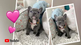 “🎀 Sweet Sadie 🎀🐶 Available Puppies at Poetic French Bulldogs 🏝 Miami Beach