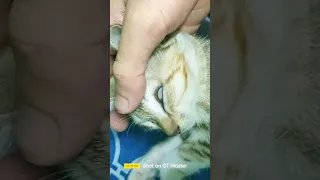 🥰🥰#catlover 🥰 #shortvideo