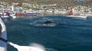 Seal kills Shark - Simonstown, Cape Town