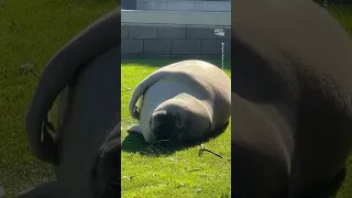 Sun-Loving Seal Snoozes by Tasmanian Beach