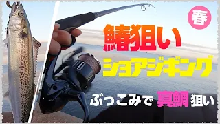 連発！ライトショアジギングで春の鰆（サワラ）狙い【ショアジギング　釣り】