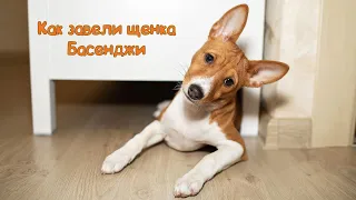 Как завели щенка Басенджи в 3 месяца | Basenji 3 months old