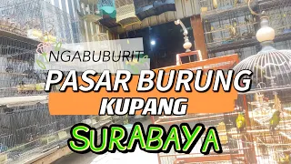 REVIEW HARGA BURUNG DI PASAR KUPANG SURABAYA