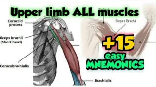 upper limb all muscles mnemonics|upper limb muscles explained|upper limb muscles made easy