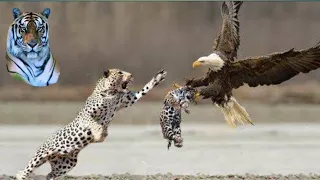 Top 7 best eagle attacks || The best eagle attacks on human & animal's