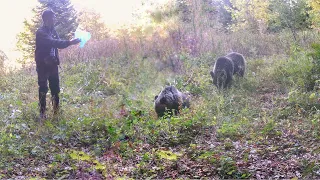 Disa nga Kafshët e Egra në Malet e Sharrit (Ariu ,Deri Egër ,Drenusha & Kaprolli)