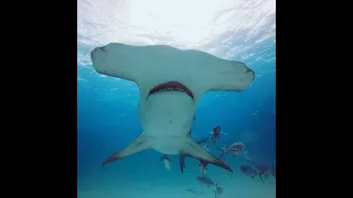 Great Hammerheads, Bimini 2021