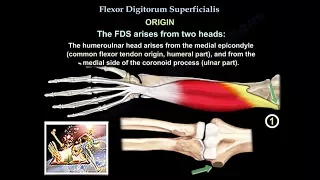 Flexor Digitorum Superficialis - Everything You Need To Know - Dr. Nabil Ebraheim