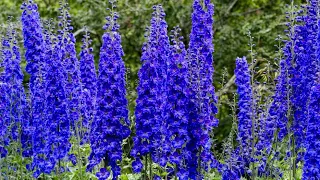 Real Talk: Delphinium flowers & their mind blowing powers