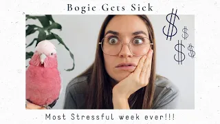 Medicating A Sick Galah | Signs & Symptoms Of Parrot Illness!