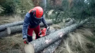 Chainsaw Husqvarna 560 XP - Cutting a tree across the video