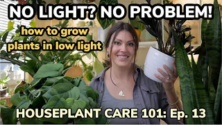 No Light? No Problem! How To Grow Indoor Plants In Low Light - Houseplant Care 101 Ep. 13