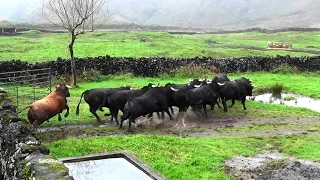 Vacinar Gado Bravo Não é Pêra Doce - Ganadaria JAF, Terceira, Açores