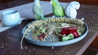 Foraging for food with the bird family #birds #pets #cute #animals #fun #happy #relaxing #asmr