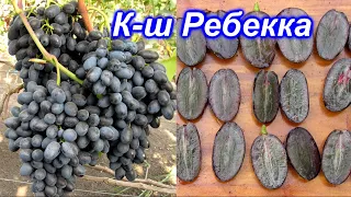 Кишмиш Ребекка 20.09.2020